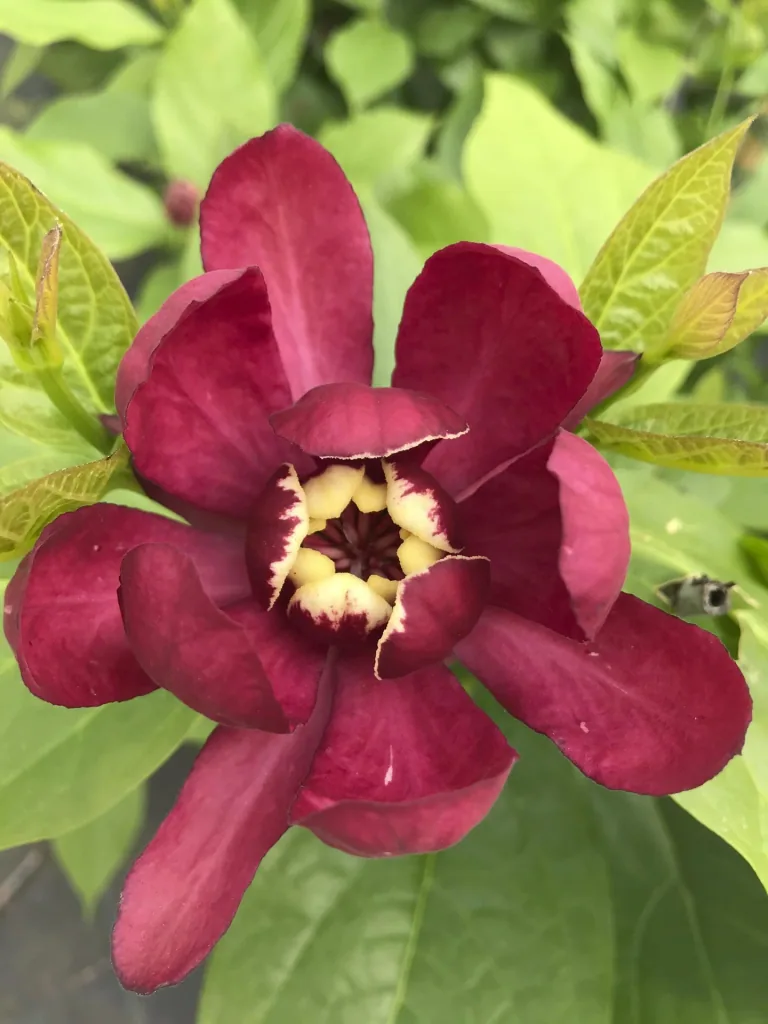 Spicebush Aphrodite - Calycanthus raulstonii - 7.5 L 60-80 cm
