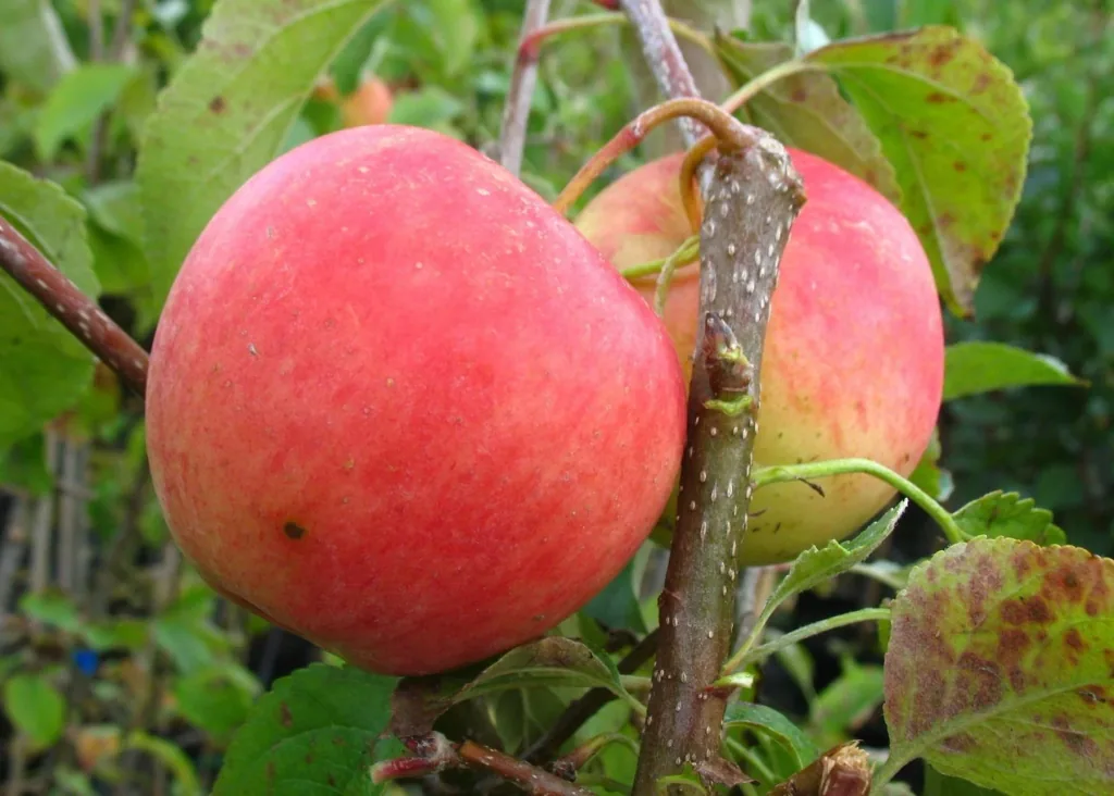 Apple "Pinova" half-standard, in a 10L container