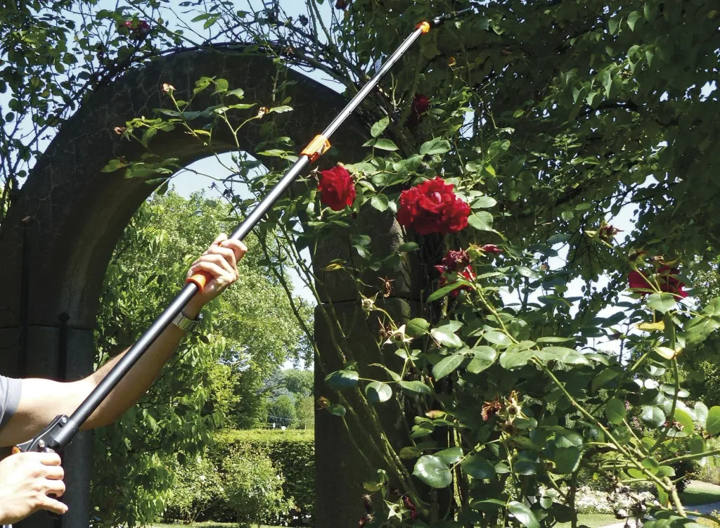 Rosenkavalier "telescopic"