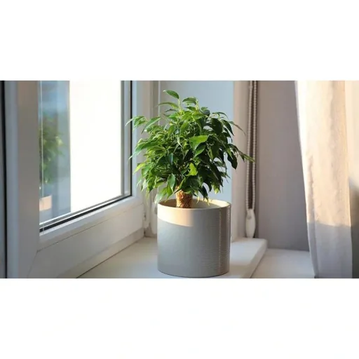 Blooming Ficus benjamina 'Natasja' with jute trunk - 3 pieces - 35-40 cm