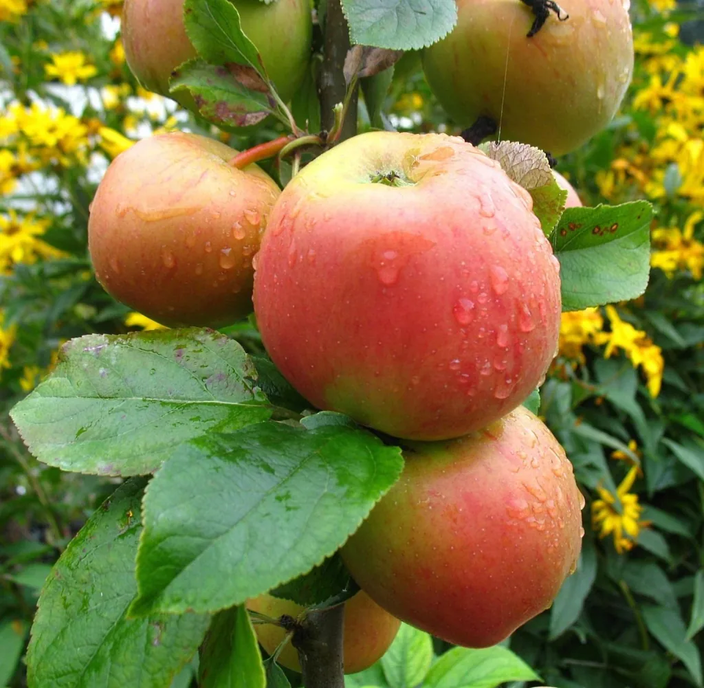 Apple "Goldparmäne" spindle bush, in a 5L container