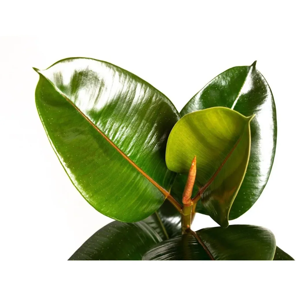 Flowering Rubber Tree - Ficus Elastica Robusta - Large - 50-60cm - 2 Plants