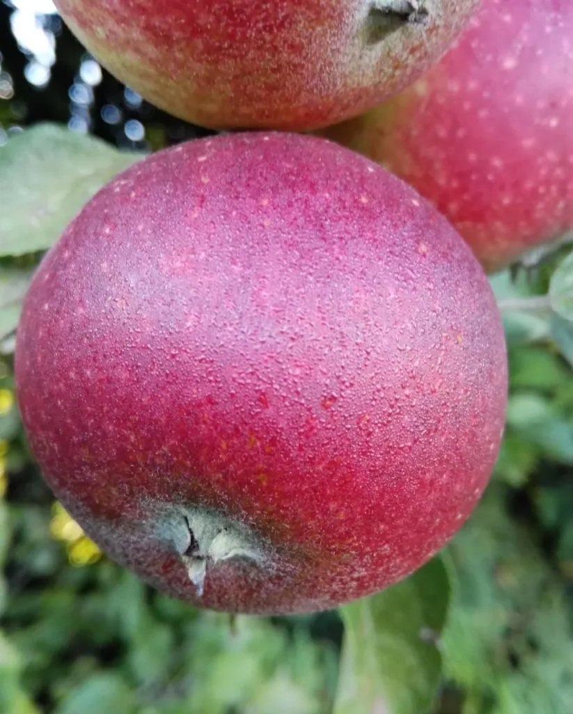 Apple "Ingrid Marie" bush in a 10L container