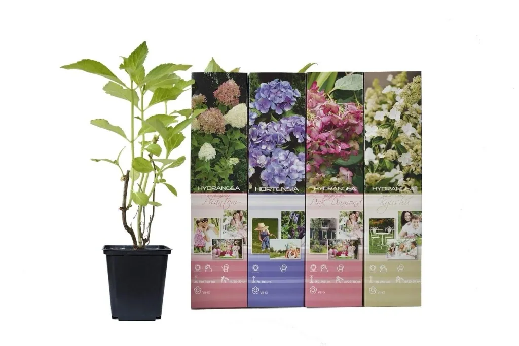 Blooming set of 4 hydrangeas 30 - 40 cm