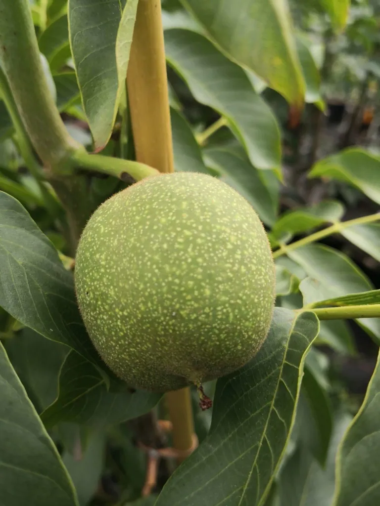 Walnut "Lara", 10L container