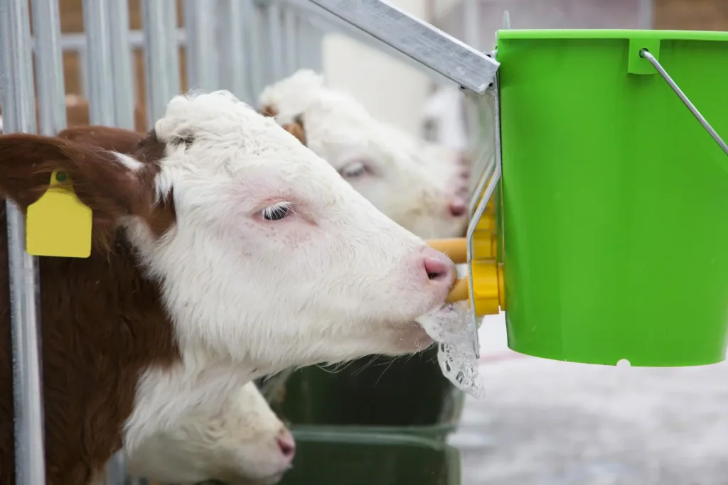 Hygiene drinking bucket with folding valve for calves
