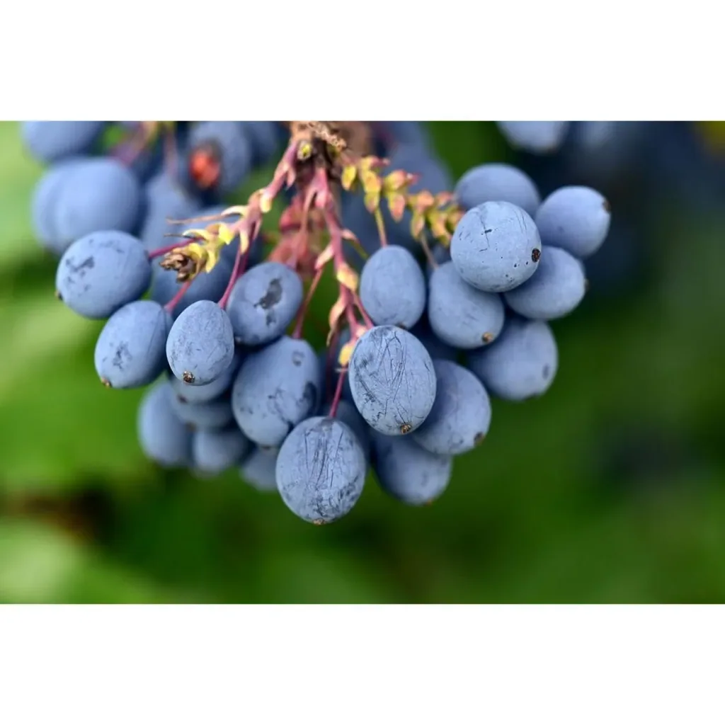 Bloem-up Vitamin Plant Mix - 8 pieces (2x Goji Berry, Honey Berry, Blue Berry & Pomegranate)