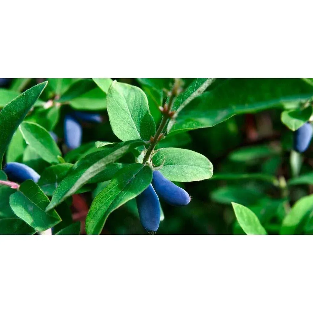 Bloem-up Vitamin Plant Mix - 8 pieces (2x Goji Berry, Honey Berry, Blue Berry & Pomegranate)