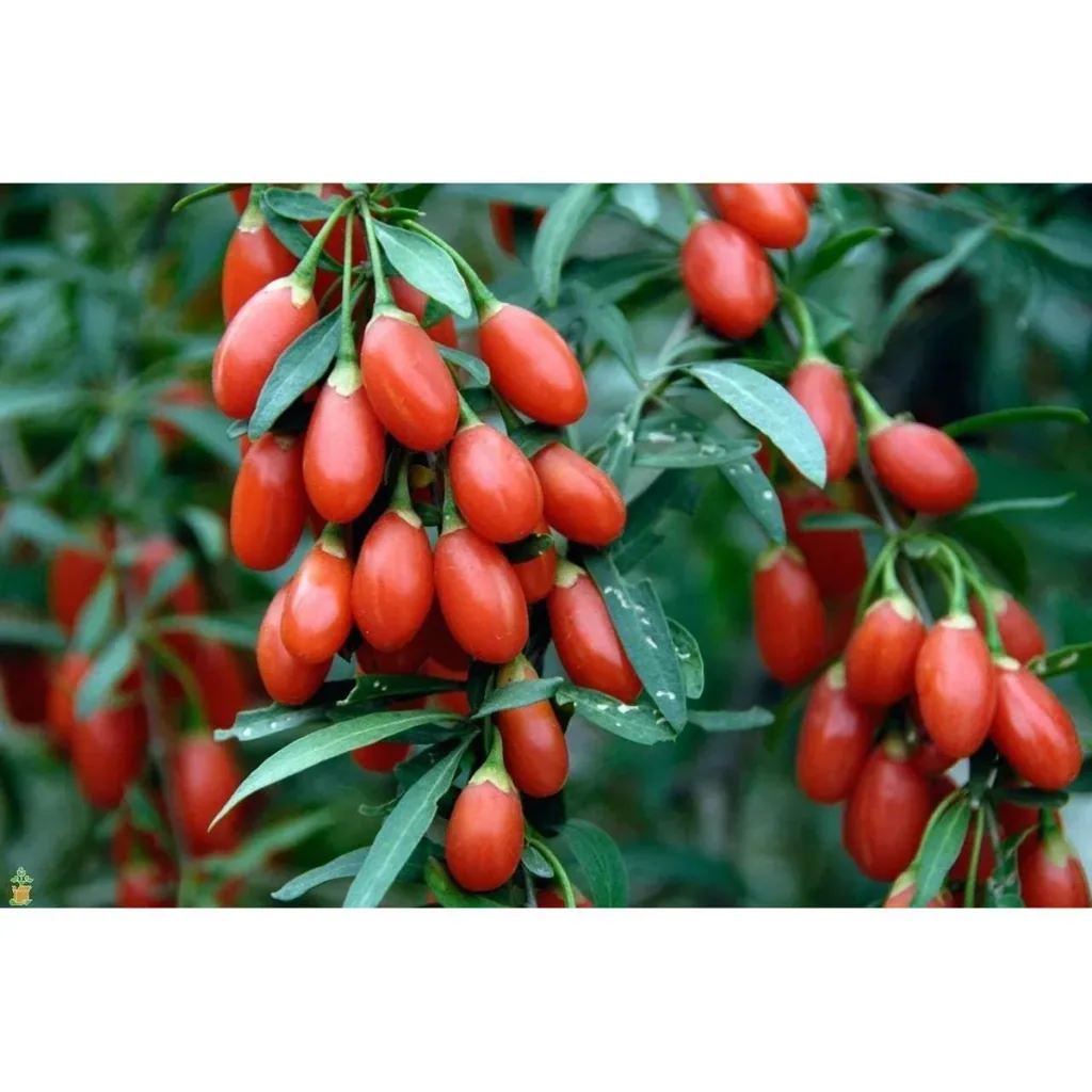 Bloem-up Vitamin Plant Mix - 8 pieces (2x Goji Berry, Honey Berry, Blue Berry & Pomegranate)