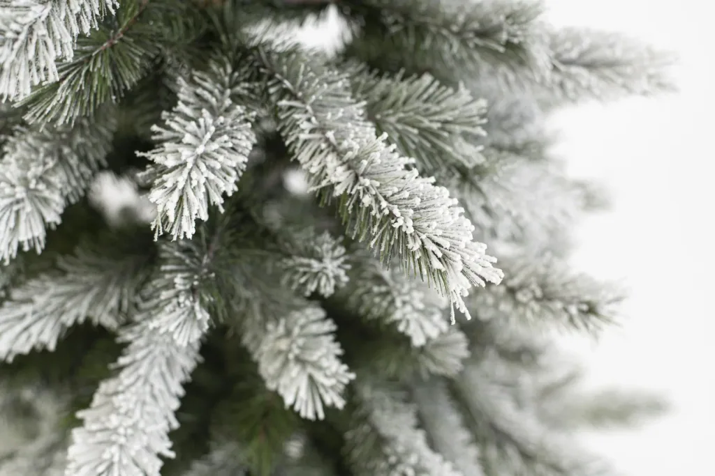 Christmas tree Cedar Pine Frost 180 cm