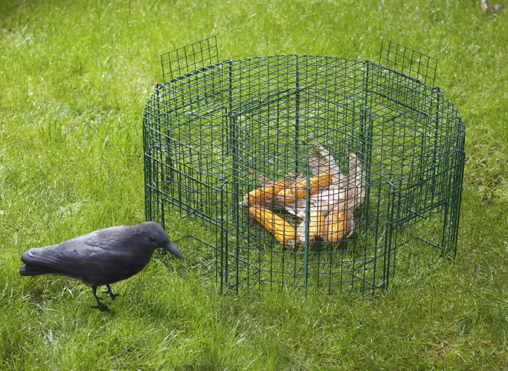 Round trap magpies