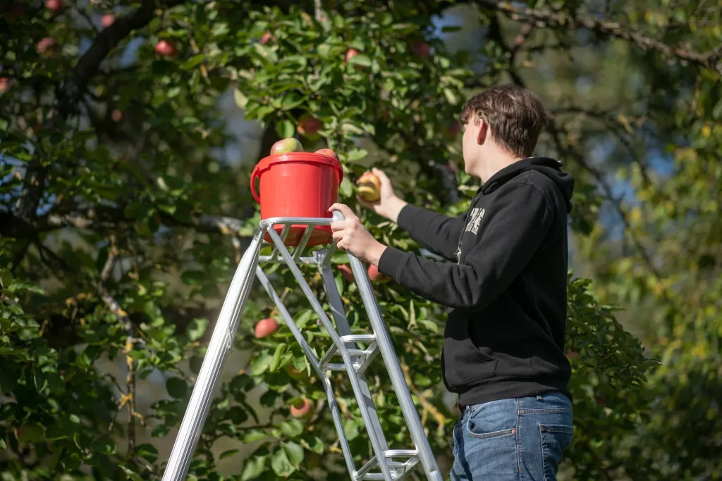 3-pole garden ladder, 240 cm