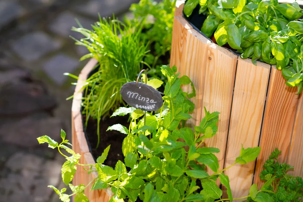 Herb spiral Luise