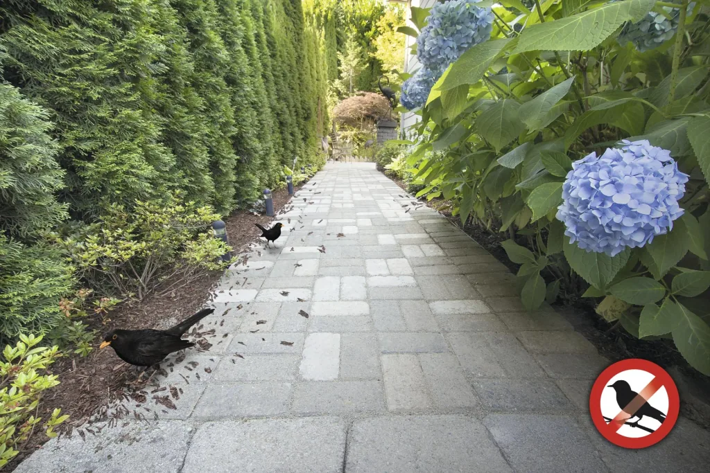 Solar bird repellent