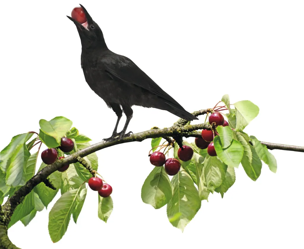 Solar bird repellent