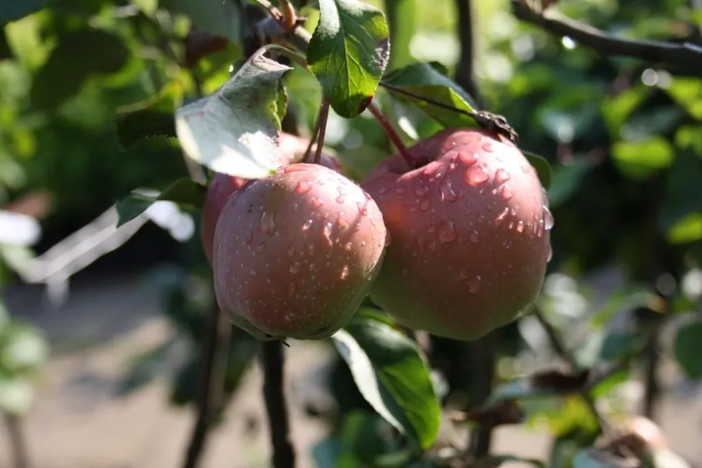 Apple "Gloster" half-standard, in a 10L container