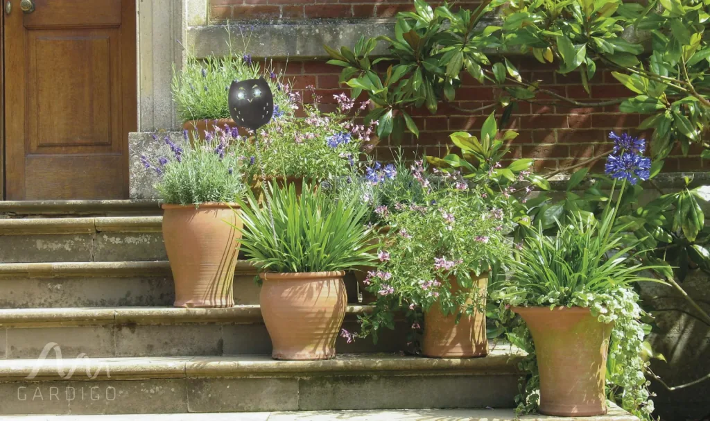 Bird-free Eulanda set of 4