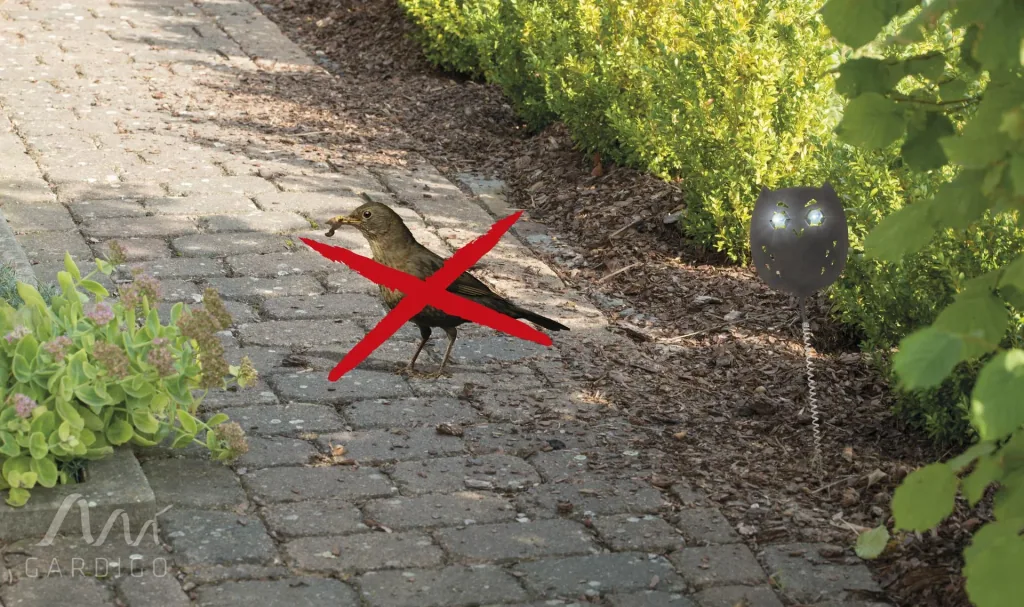 Bird-free Eulanda set of 4