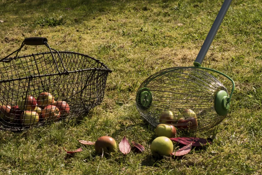 Nut and fruit collectors