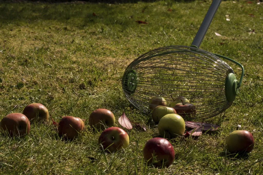 Nut and fruit collectors