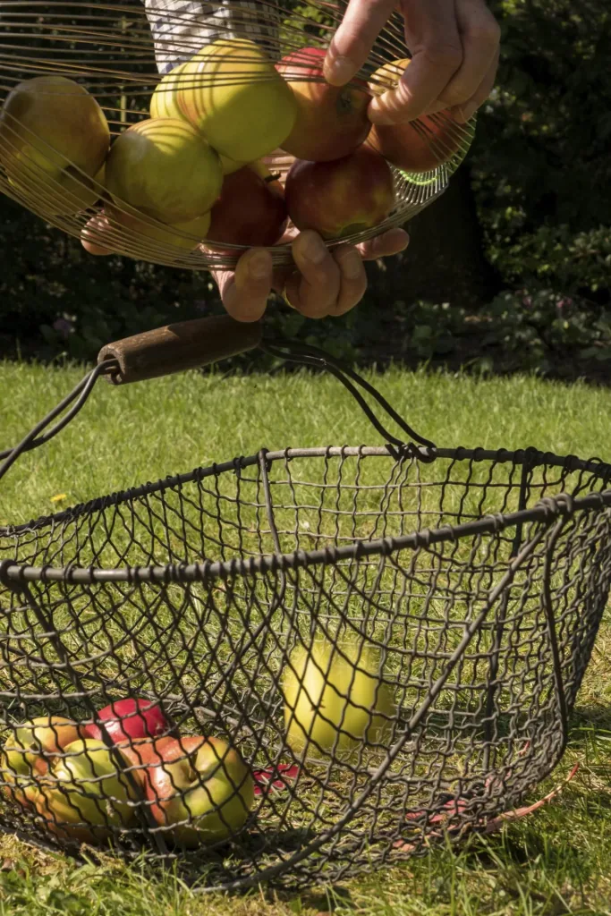 Nut and fruit collectors