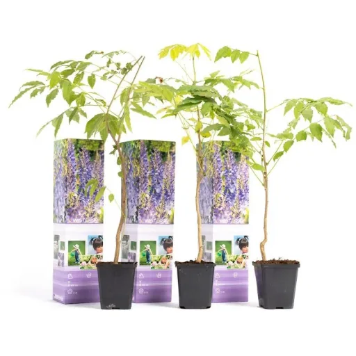 Flower-up Wisteria Plants - 3 Pieces - 30-38Cm