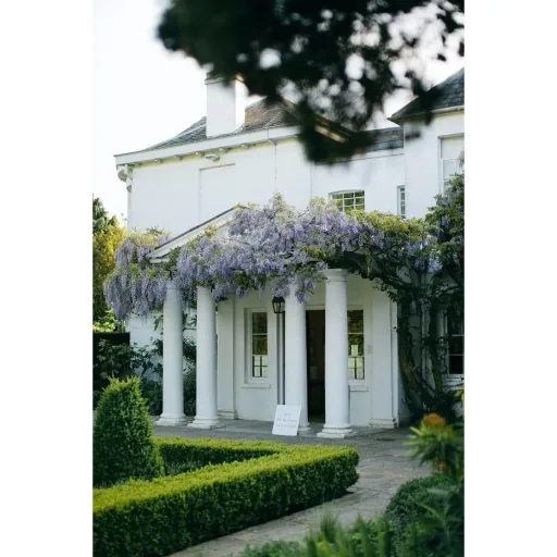 Flower-up Wisteria Plants - 3 Pieces - 30-38Cm
