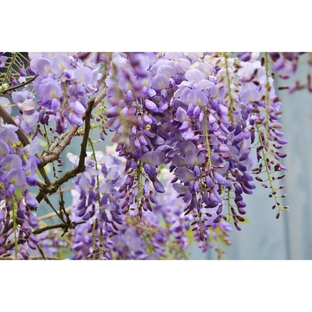 Flower-up Wisteria Plants - 3 Pieces - 30-38Cm