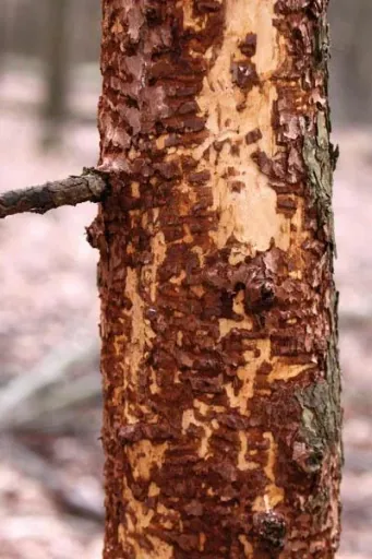 Tree spiral, 60 cm, 2 pieces - against wild animals on young trees