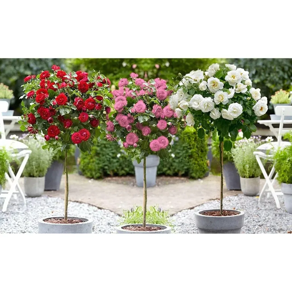 Flower-up Standard Roses XXL Color Mix - 3 pieces - 120-140 cm - (1 x Red, Pink & White)