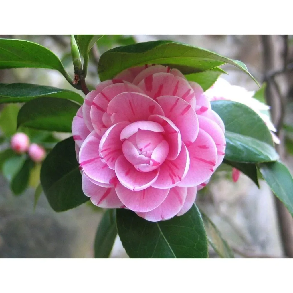 Blooming Camellia XL Shrub 'Japanese Rose' - 2 pieces
