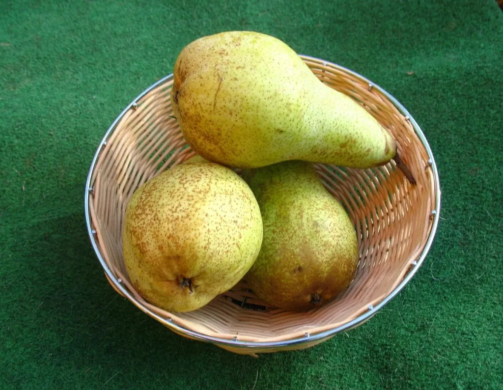 Pear "Abate Fetel" bush, in a 10L container, mild, melting, fruity aroma