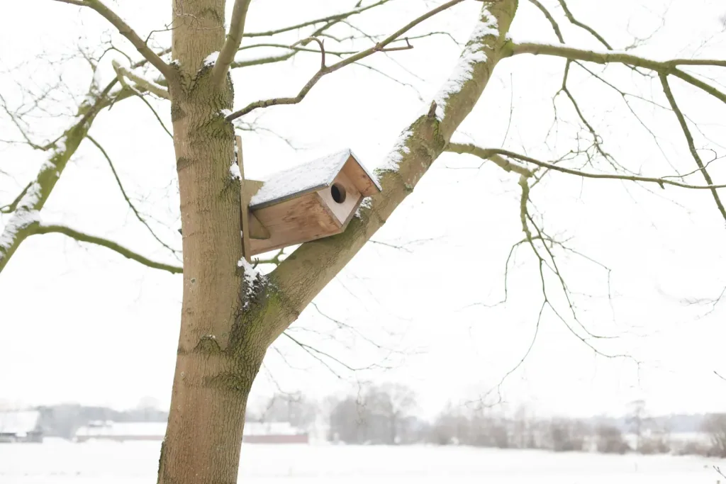 Little owl box