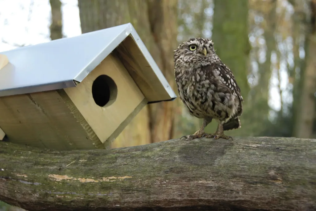 Little owl box