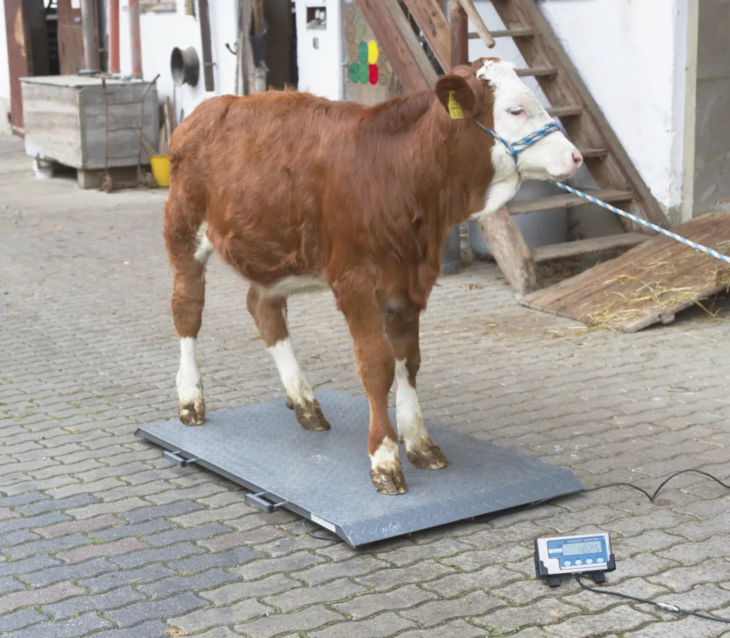 Animal scale PS2000 to 1000kg