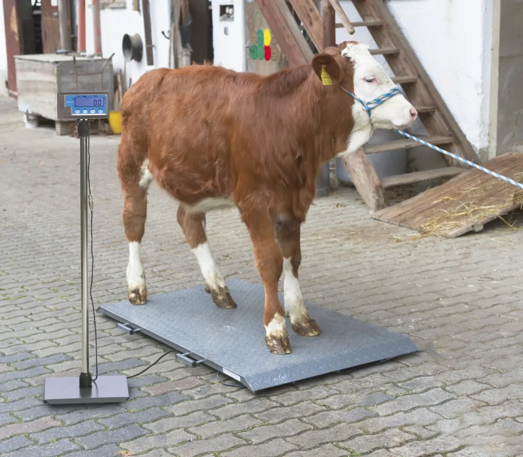 Animal scale PS2000 to 1000kg