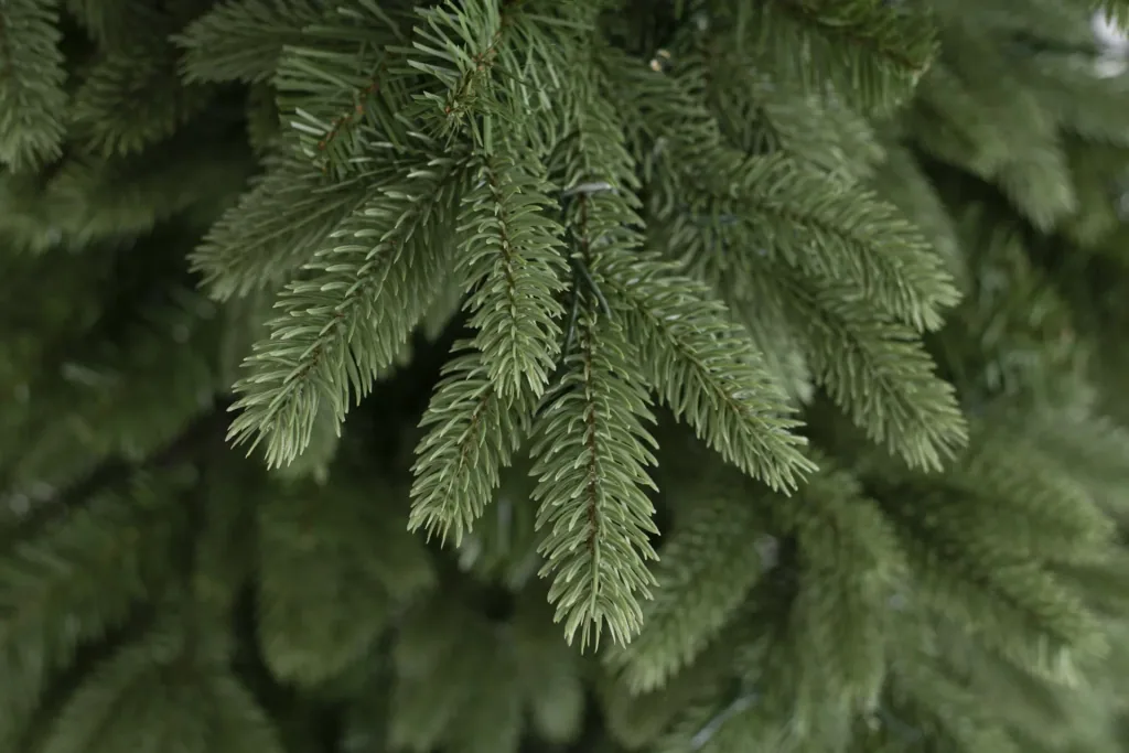 Christmas tree Roswell pine 210 cm