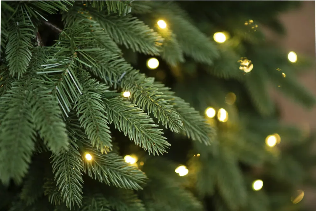 Christmas tree Roswell pine 210 cm