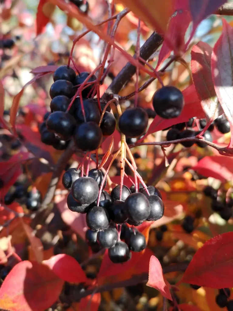 Chokeberry Aronia melanocarpa - 12 L pot 80-100 cm