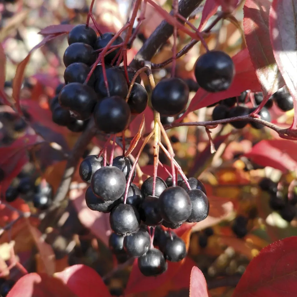 Chokeberry Aronia melanocarpa - 12 L pot 80-100 cm