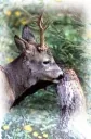 Anise salt paste 2 kg - supplies game/ FHH forestry recommended
