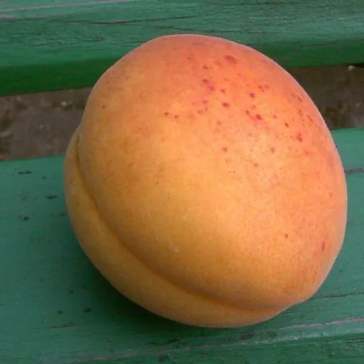 Apricot "Hargrand", 10L container, firm flesh, slightly sour