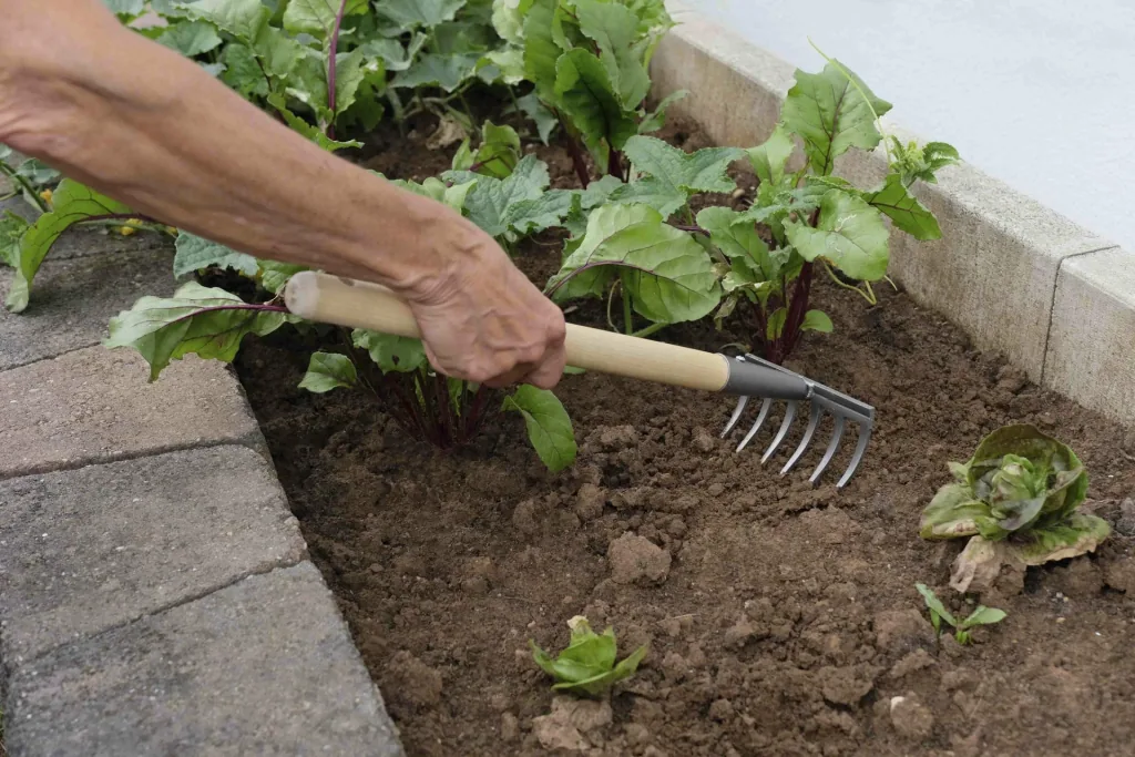 Raised bed rake "66363"