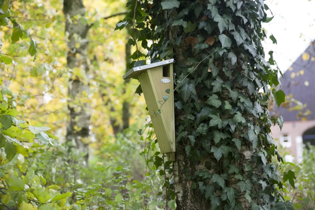 Treecreeper nesting box