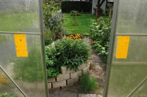 Gelbtafeln belimet, 7 st. - for non-toxic insect control